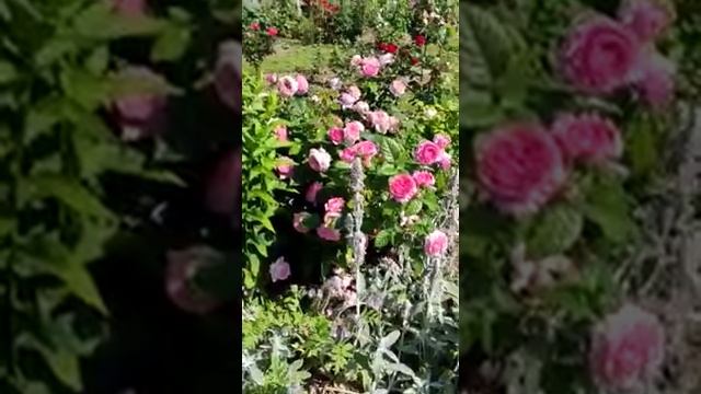 Розариум Ютерсен кусту 3 года смотреть онлайн