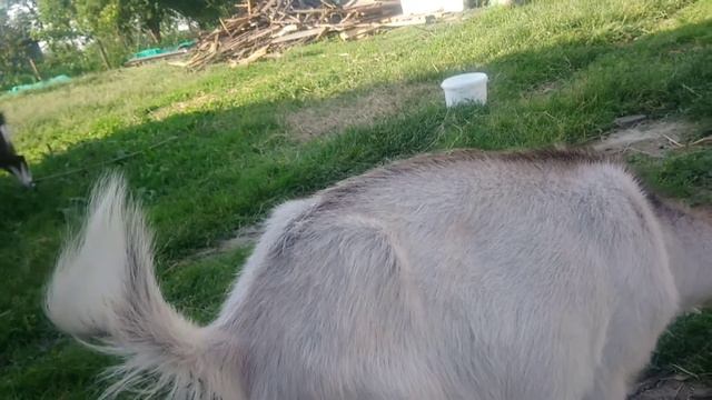 Вот как их не любить 😍 смотреть онлайн