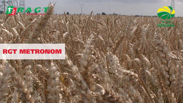 RGT PROVISION i RGT METRONOM - wybierz pszenicę dla siebie! смотреть онлайн