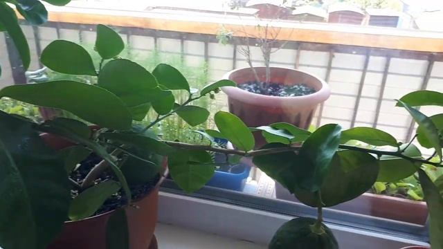Лимоны на подоконнике//Лимоны Дома//Цитрусы Дома #ЛимоныДома смотреть онлайн