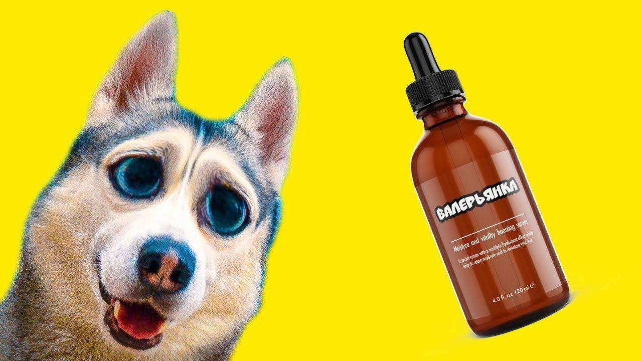 ЧТО БУДЕТ ЕСЛИ ХАСКИ ДАТЬ ВАЛЕРЬЯНКУ?? (Хаски Бандит) Говорящая собака смотреть онлайн