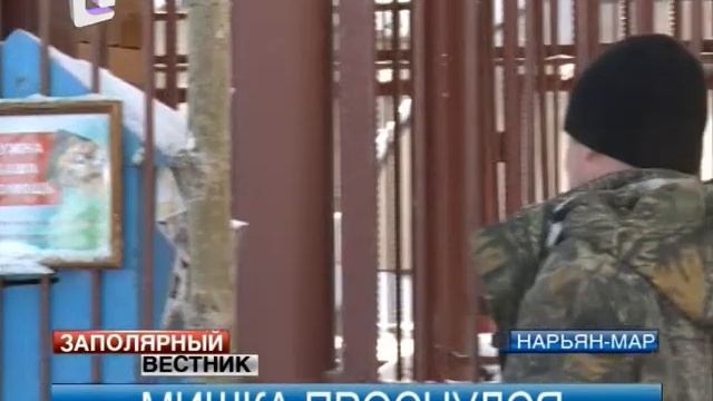 В заповеднике «Ненецкий» проснулся Мишка смотреть онлайн