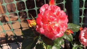 Alfred Sisley Rose - 1 year old