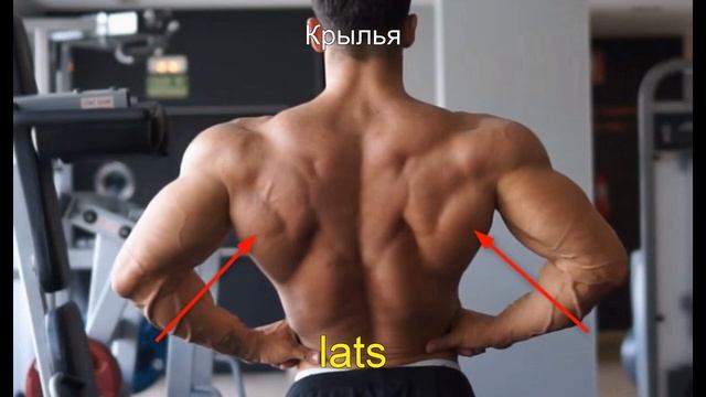 "В спортзале" и "Фитнес" на английском. Часть 1 | Названия мышц смотреть онлайн