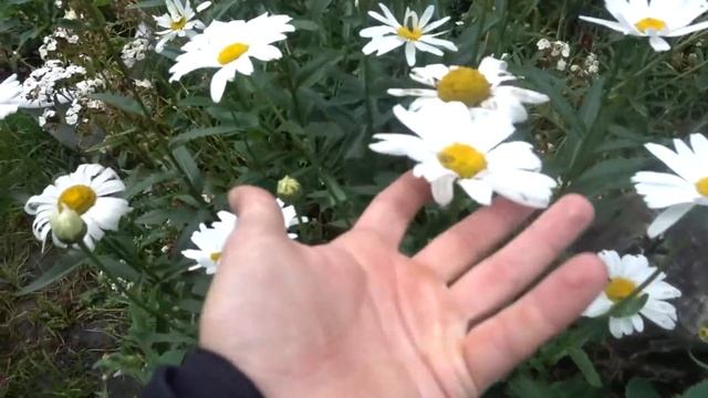 семейные посиделки . ВОТ Это УРОЖАЙ !!!! Миняева Юлия и Илья Импульс смотреть онлайн