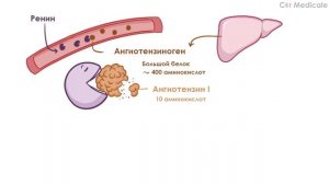 Ренин-ангиотензин-альдостероновая система: что такое, механизм действия, гормоны/компоненты