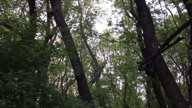 Соловей и сплюшка смотреть онлайн