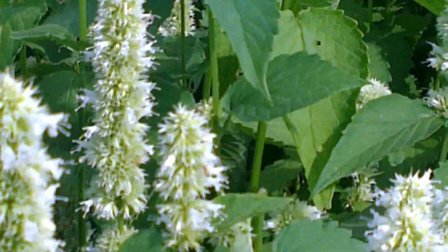 Лофант тибетский