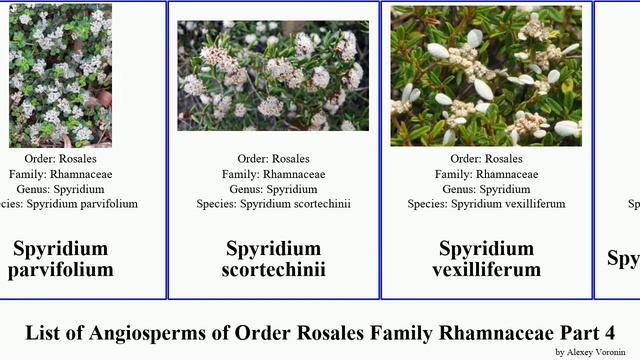 List of Angiosperms of Order Rosales Family Rhamnaceae Part 4 rhamnus ceanothus ziziphus spyridium смотреть онлайн