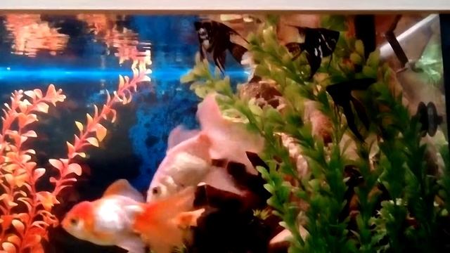 Аквариумы начинающего аквариумиста)) смотреть онлайн