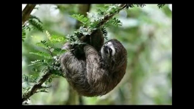 Флора и фауна Амазонки смотреть онлайн