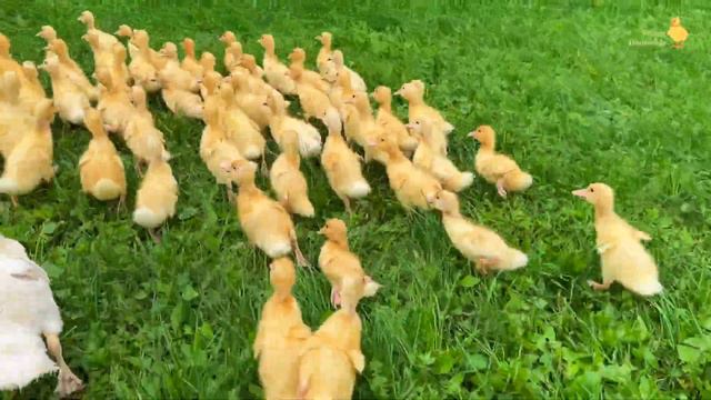 100 funny ducklings run because to have time to eat смотреть онлайн