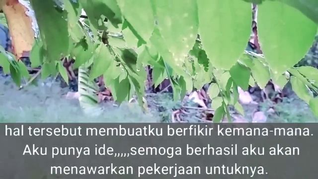 Keindahan Sawah Pembantu baruku bikin gak bisa tidur (Cerita Romantis) смотреть онлайн