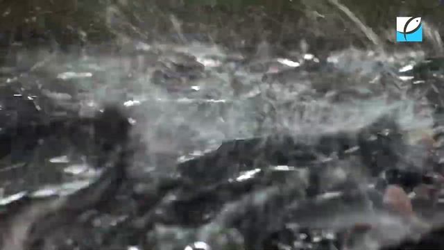 Новые технологии в оборудовании и кормах для аквакультуры на выставке рыбной индустрии 2021 смотреть онлайн