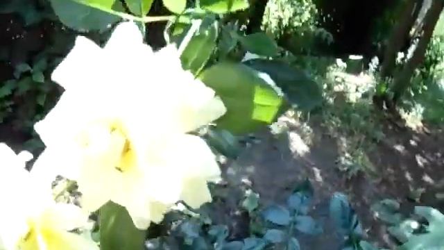 Роза Таро. TaRo. Роза кошмар. Не покупайте такую розу. смотреть онлайн