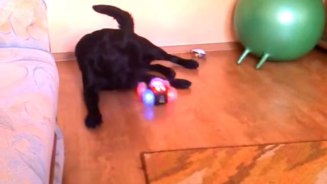 Лабрадор Ретривер Церон против машинки