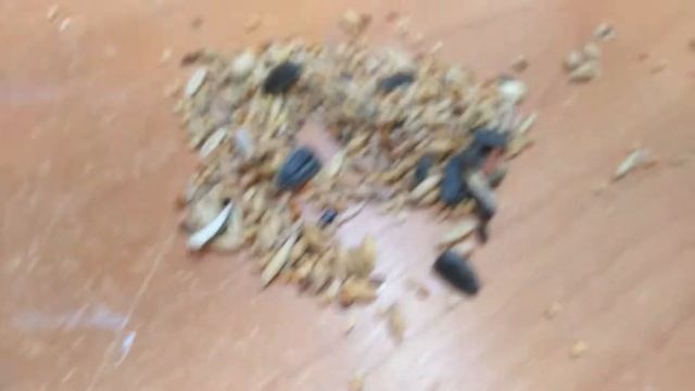 Моё сравнение кормов для хомяков смотреть онлайн