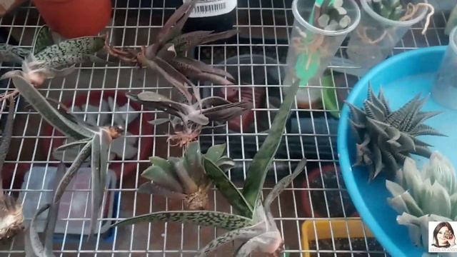 Ошибки в уходе за Суккулентами - мой СуккулентоПровал. Разбор ошибок в описании к видео. смотреть онлайн