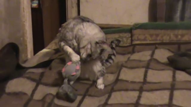 Профессор Лебединский + Перовские кошечки - Мишка. смотреть онлайн