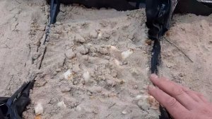 Укоренение и охлаждение луковици тюльпана.Поливы, влажность. Выгонка тюльпана к 8 марта.