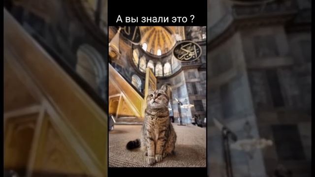 #Кошки в исламе смотреть онлайн