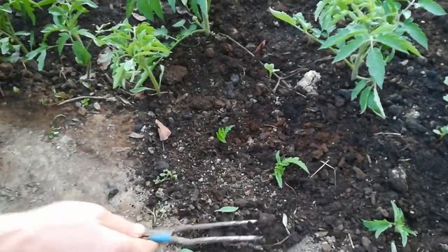 Хочешь улучшенную корневую систему томатов?