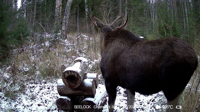 На солонце №5 Фотоловушка SEELOCK S308W #4.3 смотреть онлайн