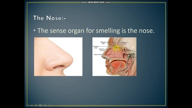 Class 6 | Science | Chapter 2 | The nose | By Excel School смотреть онлайн