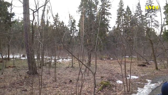 2023 г. Балашиха. Весна в Ольгинском лесопарке. смотреть онлайн