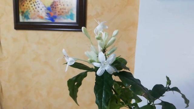 Уайтфельдия (Whitfieldia) Вайтфельдия смотреть онлайн