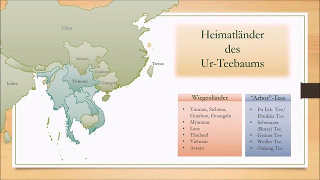 TeeKolleg Online - Modul 1, Lektion 2: Die Teepflanze - Camellia Sinensis und ihre Unterarten смотреть онлайн