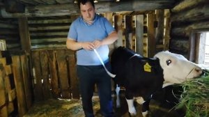 Как определить живой вес быка, коровы без весов. Самая простая в применении мерная лента для КРС.