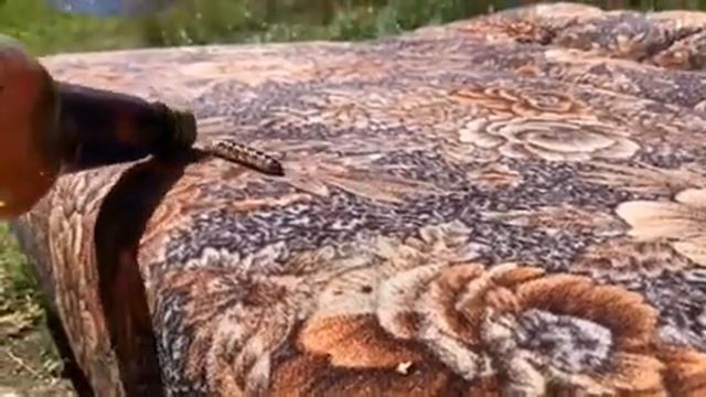 Гусеница смотреть онлайн