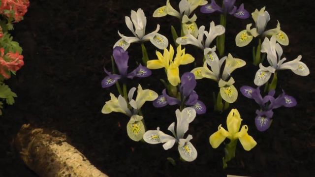 Iris Mixed Colors - Flower Bulbs смотреть онлайн