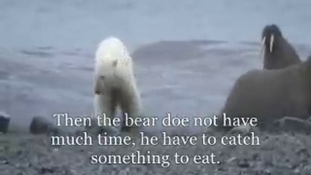 Polar Bear Vs Walrus (Global warming) смотреть онлайн