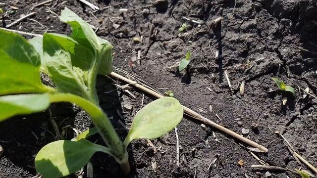 Ржавчина подсолнечника. как с ней бороться? смотреть онлайн