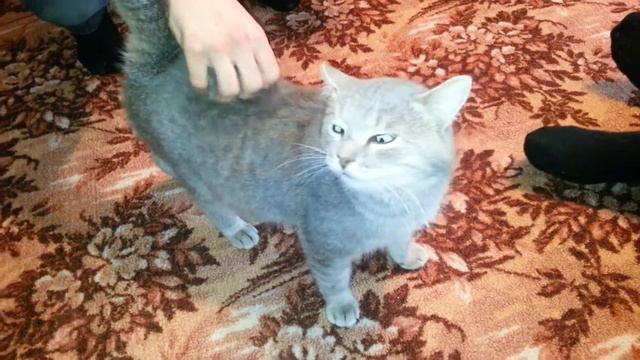 Кот кайфует смотреть онлайн