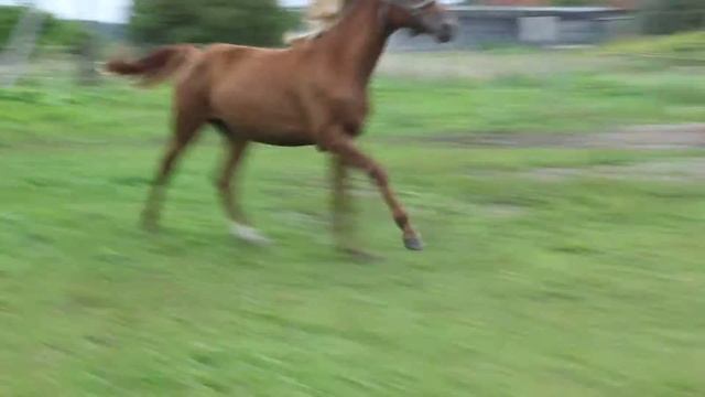 Афиша (Физалис - Аризона) 2011 смотреть онлайн