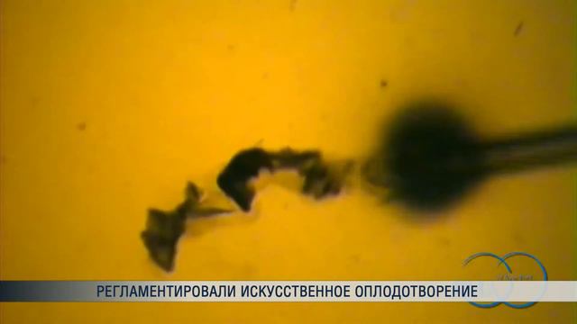 Регламентировали искусственное оплодотворение смотреть онлайн