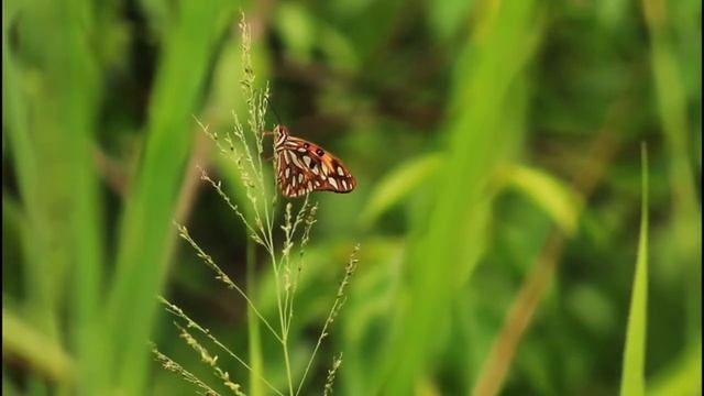 Sleep Music. Insomnia. Relaxing music. Calm music. Sleep meditation. Yoga music. Музыка для йоги. смотреть онлайн