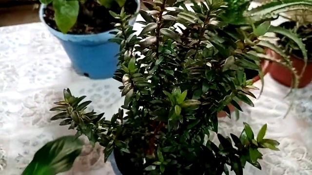 Комнатные растения, которые благоприятно влияют на сон. Часть первая. смотреть онлайн