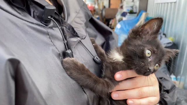 VOLUNTEERS COME TO THE ANIMAL SHELTER смотреть онлайн