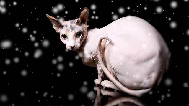 Сфинкс кошка, Сфинкс Sphynx cat смотреть онлайн