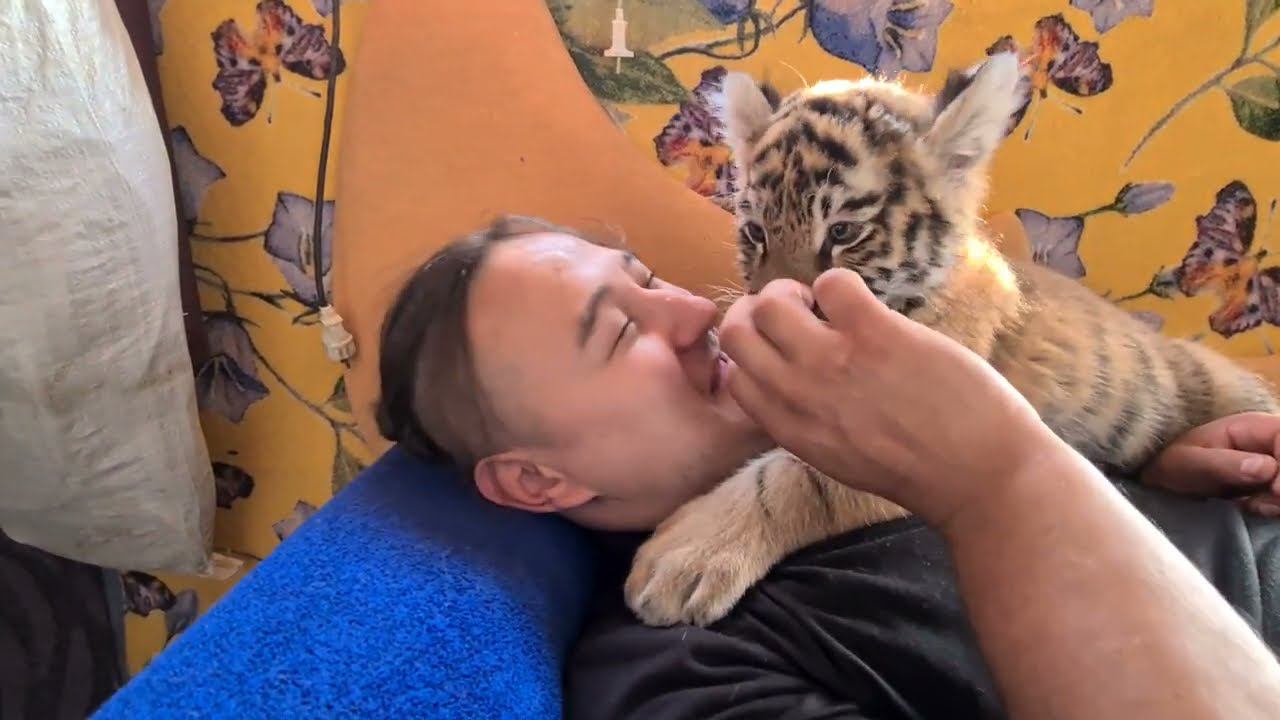 Тигрята напали на Тигропапу, чтобы обнять!)