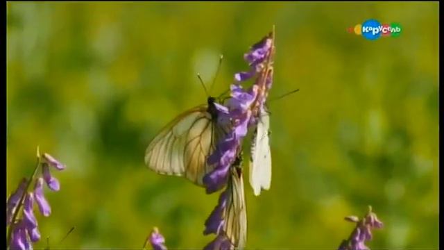 Красавицы в грязи смотреть онлайн