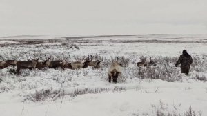 Оленеводы - кочевники / Жизнь в условиях тундры / Reindeer herders - nomads / Life in the tundra