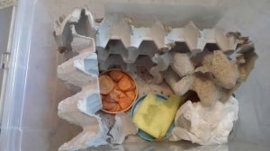 Содержание и разведение домового сверчка. Разведение кормовых объектов.