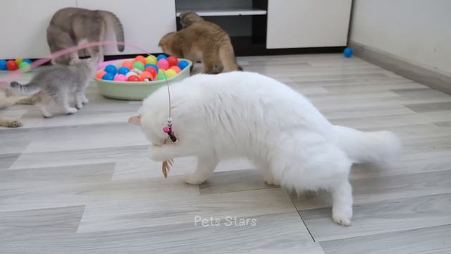 Funniest Animals 2023 😍 Best Funny Cats and Dogs Videos 😻🐶 Part 17 смотреть онлайн