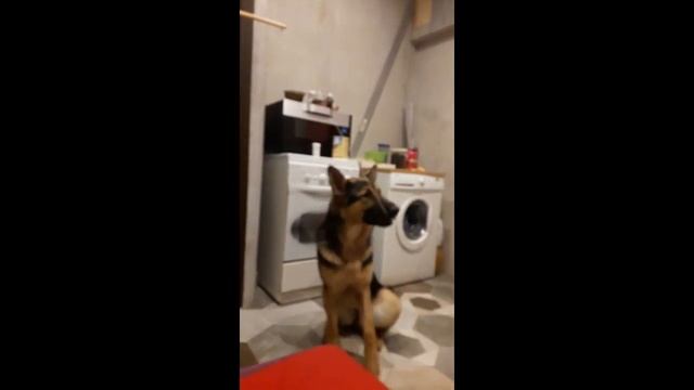 Овчарка Афина привет из дома смотреть онлайн