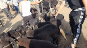 2 июля 2023 г ФАРГОНА КУВА КУЙ БОЗОРИ НАРХЛАРИ FARĢONA QUVA QÒY BOZORI NARXLARI